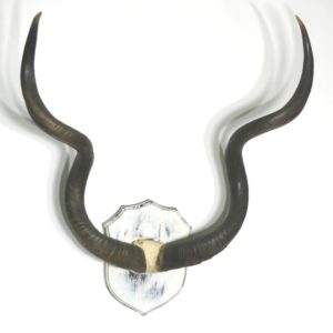 Kudu horn på plakett